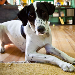 DogWatch of Dayton, South Vienna, Ohio | Indoor Pet Boundaries Contact Us Image