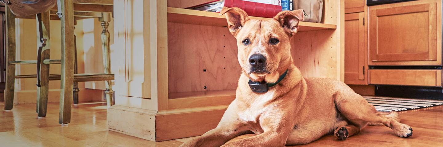 DogWatch of Dayton, South Vienna, Ohio | Indoor Pet Boundaries Slider Image