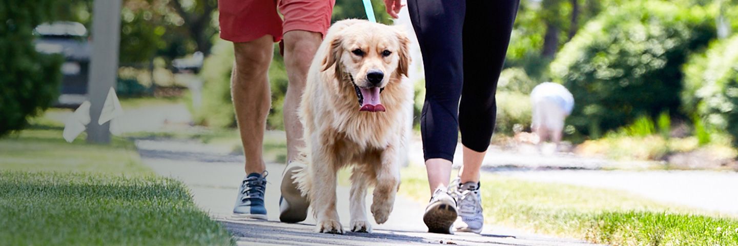 DogWatch of Dayton, South Vienna, Ohio | SideWalker Leash Trainer Slider Image